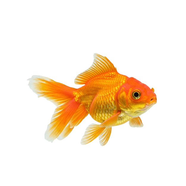 Ikan