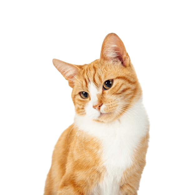 Kucing